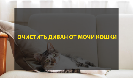 Как очистить диван от мочи кошки